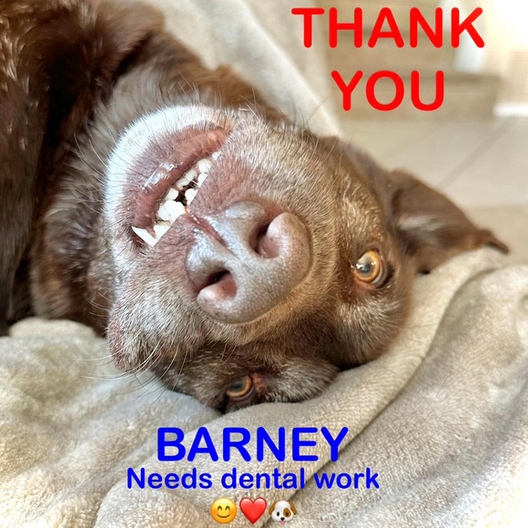 ASPCA Christmas Rescue Dog Holiday Stocking NWT - Picture 3 of 3